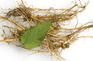 8 Ways White Willow Benefits Arthritis Patients