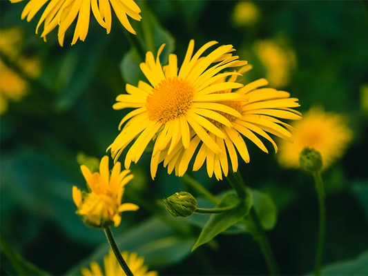 The Benefits of Arnica Montana Flower Extract