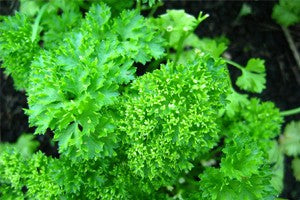 Seven Great Reasons to Love Parsley