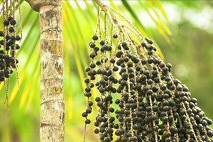 Seven Exciting Ways to Use Acai Every Day