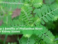 Top 5 Benefits of Phyllanthus Niruri for Kidney Stones