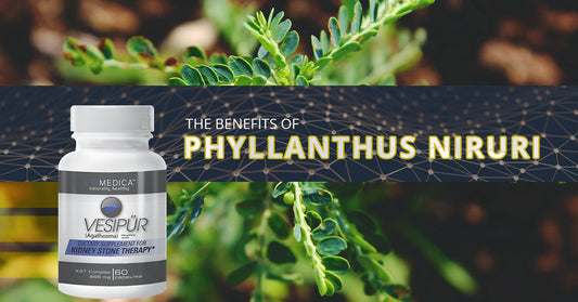 The Benefits of Phyllanthus Niruri