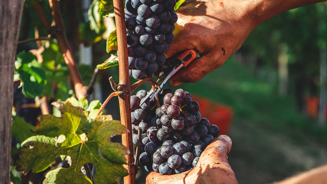 Resveratrol — A New Anti-Aging Ingredient