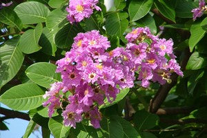 The Amazing Benefits of Banaba Leaf