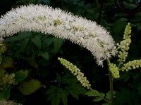 Why is Black Cohosh Popular for Menopause?