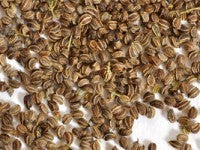 3 Benefits of Celery Seed for Blood Pressure
