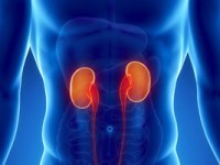 8 Foods for your Kidney Health