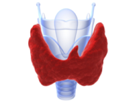 Six Important Things to Know About Iodine and Thyroid Health