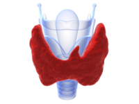 Your thyroid: Issues and resolutions