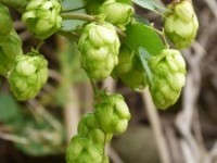 Hops Effect on Estrogen