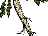 Surprising Benefits of Horseradish