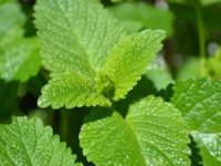 Lemon Balm and Healthy Living
