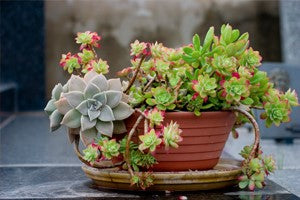 10 Plants For Your Indoor Health