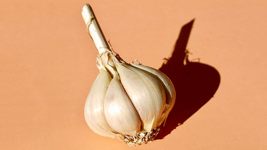 Health Benefits of Garlic — Your Favorite Vegetable Herb